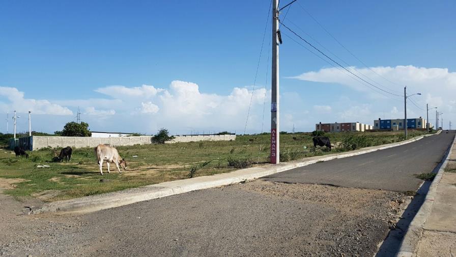 Animales sueltos deambulan por las calles del municipio Montecristi 