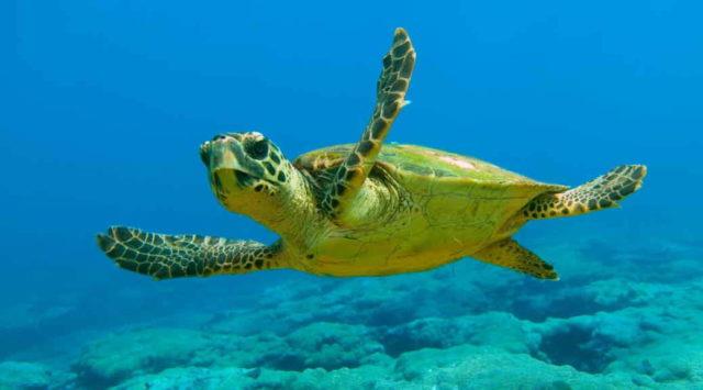 Programa de conservación de tortugas de Canadá se convierte en modelo mundial