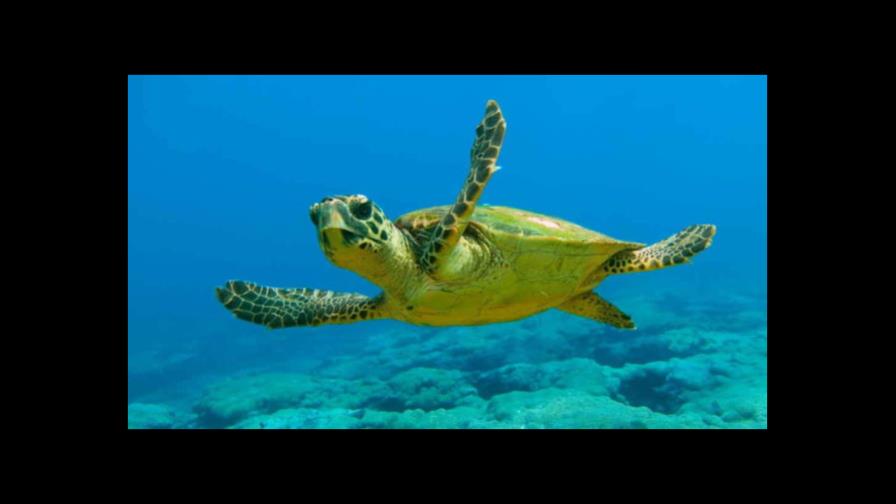 Programa de conservación de tortugas de Canadá se convierte en modelo mundial