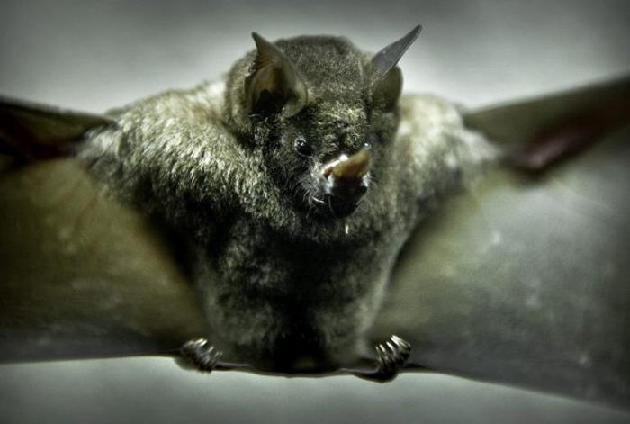 Los murciélagos vampiros amplían sus nexos sociales para sobrevivir 