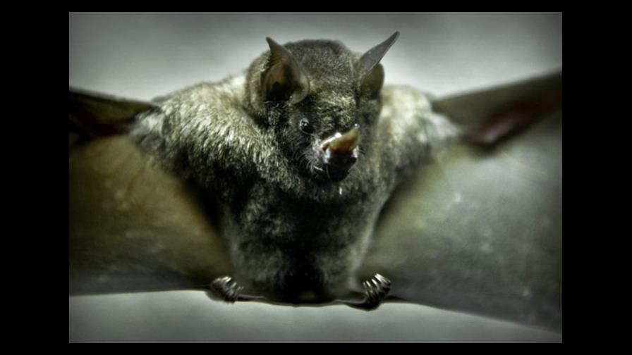 Los murciélagos vampiros amplían sus nexos sociales para sobrevivir 