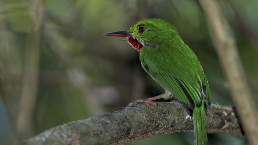 Aves que mueven el turismo en el Este