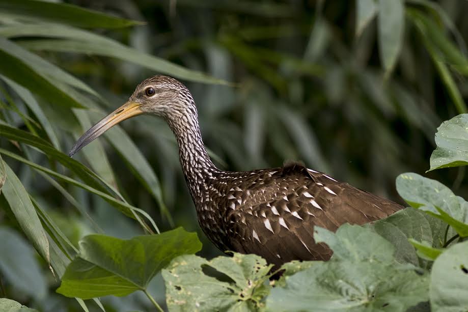 Carrao, avistado en Los Haitises.