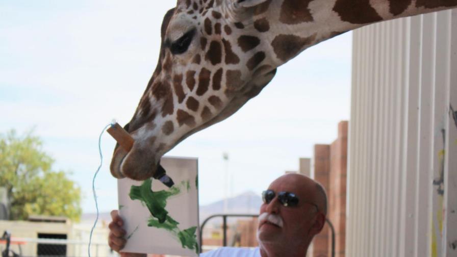 Ozzie, la famosa jirafa que pinta con éxito entre rugidos de leones