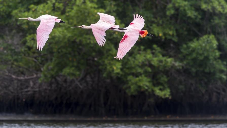 La deforestación del Bosque Atlántico brasileño aumentó 57 % en último año 