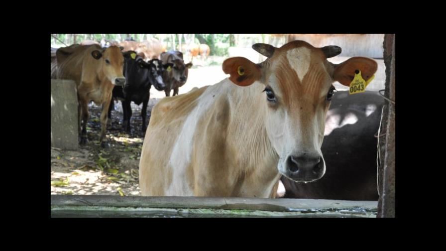 Ganaderos reclaman detener permisos de importación de leche  