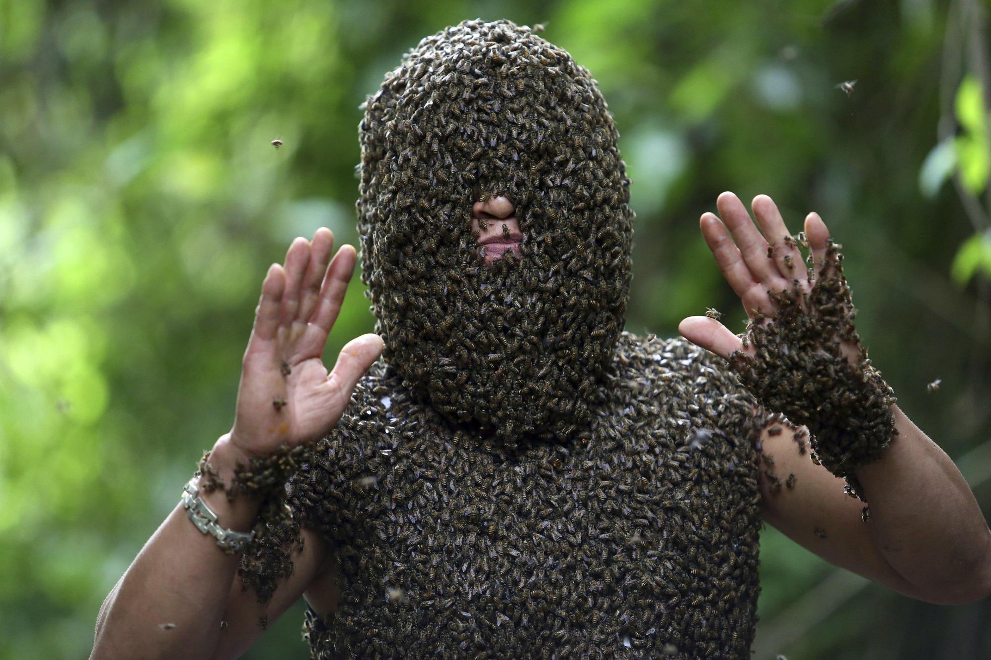 El hombre de las abejas salvajes 