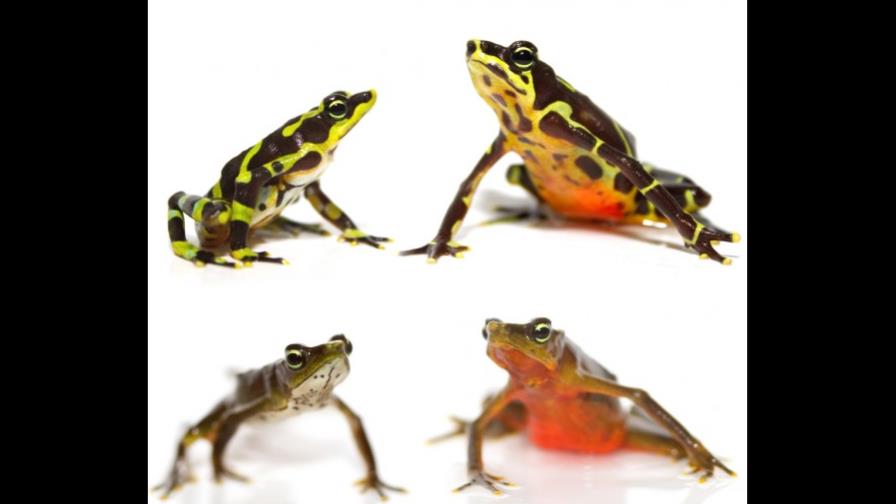 Liberan en Panamá ranas con minitransmisores para seguir su adaptación Liberan en Panamá ranas con minitransmisores para seguir su adaptación