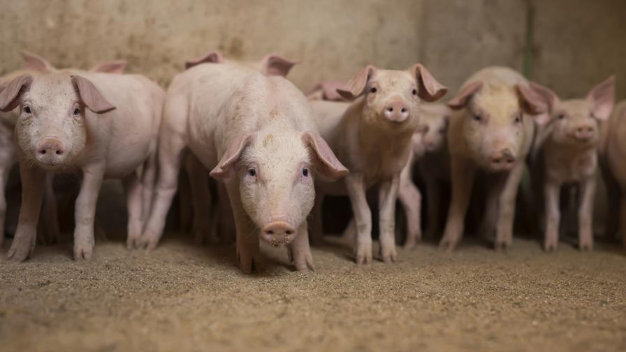 Un año de prisión preventiva contra dos sargentos acusados de asesinar a porcicultor en Puerto Plata Un año de prisión preventiva contra dos sargentos acusados de asesinar a porcicultor en Puerto Plata