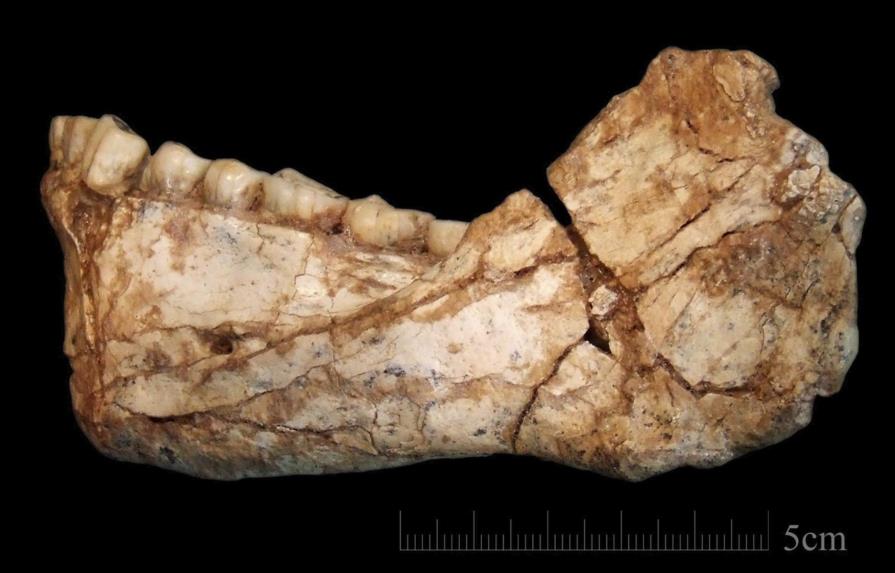 Hallan en Marruecos los restos del “Homo sapiens” más antiguo del mundo