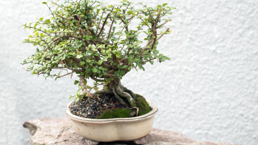 Bonsái, un arte compartido Bonsái, un arte compartido