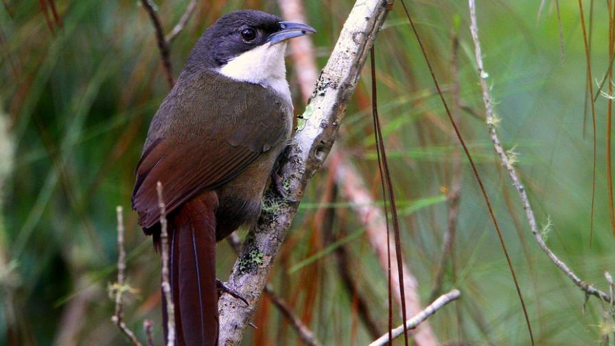 Medio Ambiente prohíbe cacería de aves durante dos años Medio Ambiente prohíbe cacería de aves durante dos años