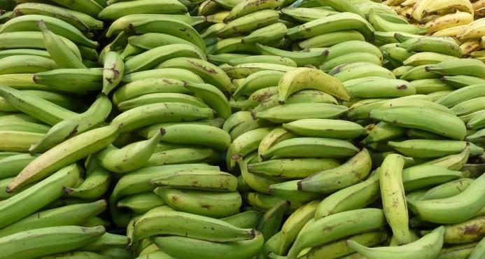 Plátanos representaron el 74% de las exportaciones criollas al Reino Unido