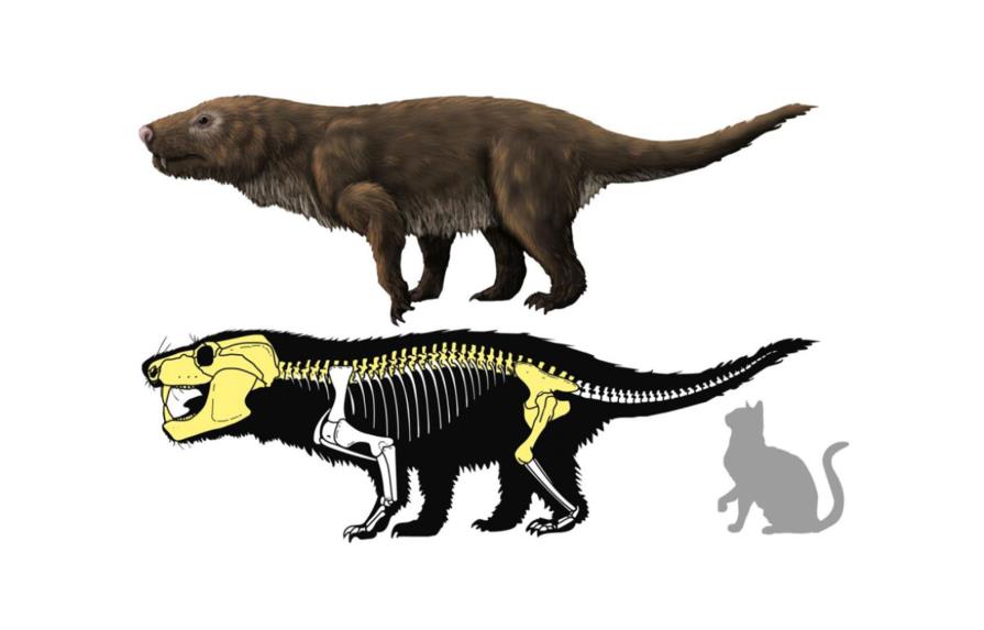 Hallan primera especie de reptil mamiferoide no africano en fósiles de Brasil
