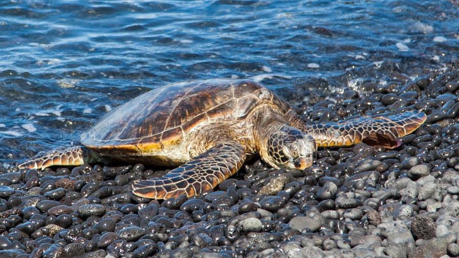Unas 29,000 tortugas marinas mueren cada año por culpa de la pesca de camarón