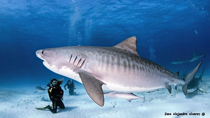 Tiburón tigre