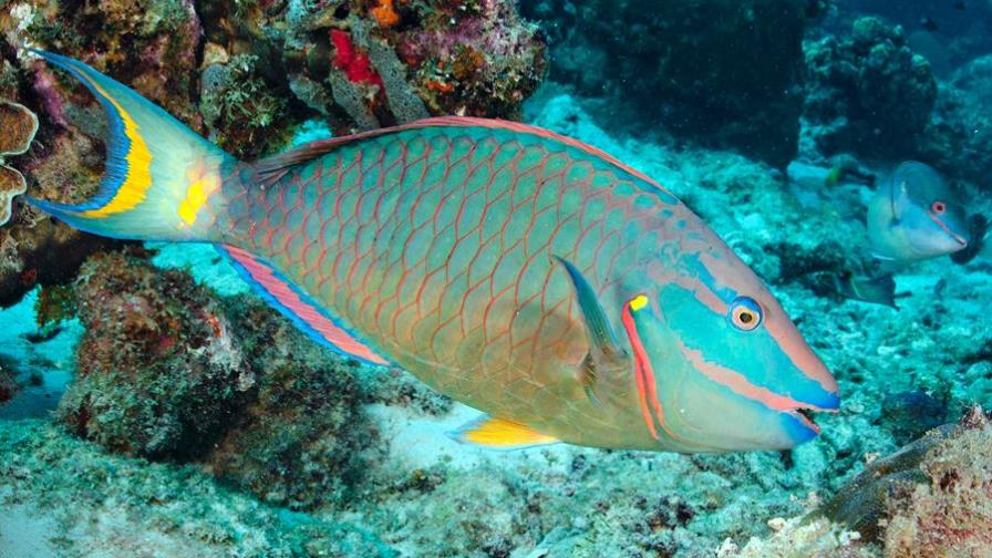 Prohíben pesca de tiburón, pez loro y otras especies en la República Dominicana Prohíben pesca de tiburón, pez loro y otras especies en la República Dominicana