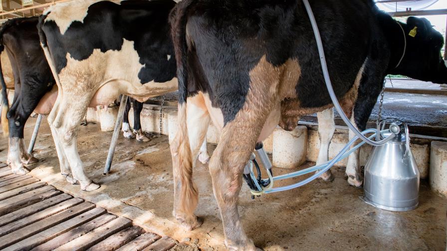 Junta Agroempresarial Dominicana reconoce problemas de la agricultura y apoya diálogo