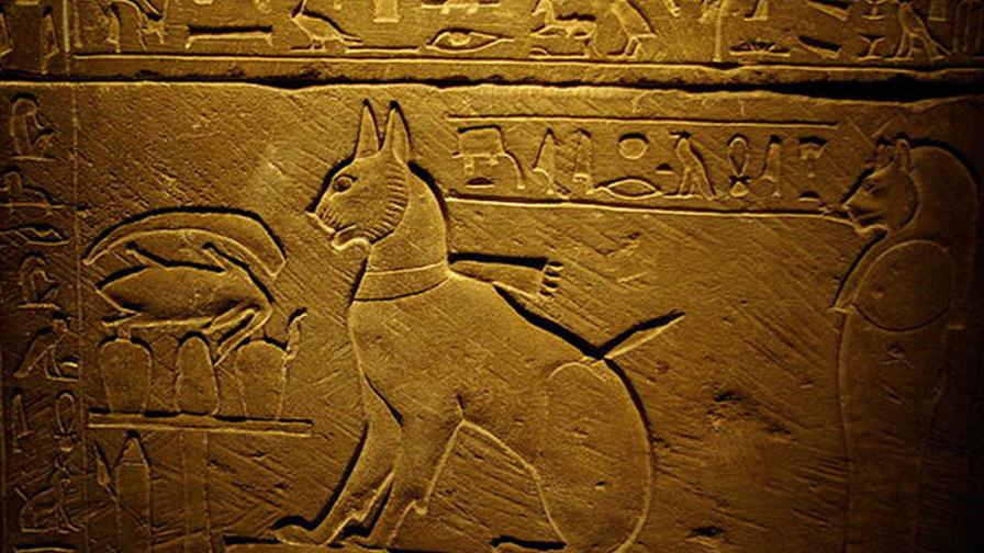 Restos fósiles de más de 200 gatos aclaran el camino de su domesticación