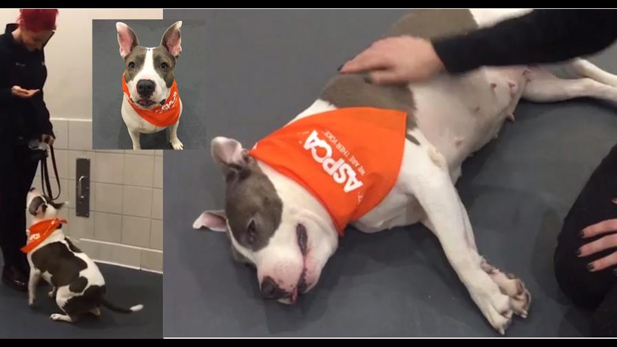 “Azul”,  la  perra sorda abandonada que aprendió a comunicarse por señas