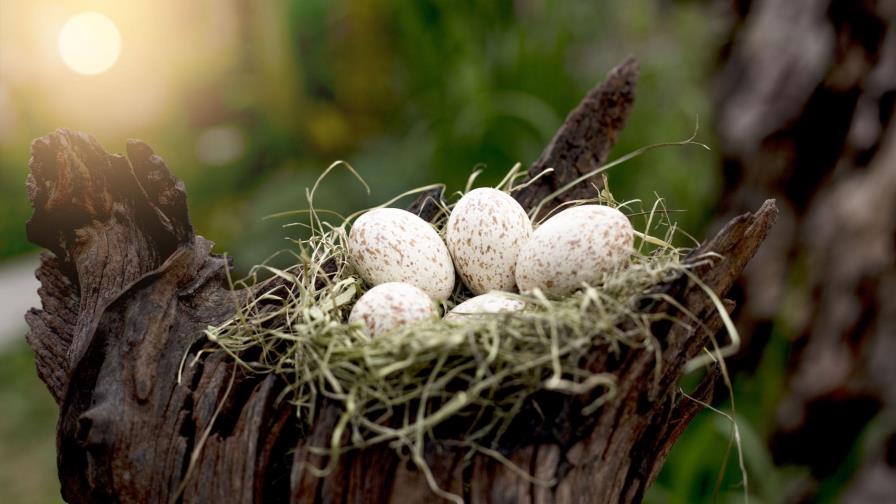 Forma de los huevos de aves depende de su capacidad de vuelo, según estudio