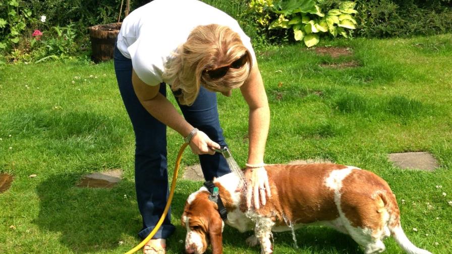 Al perro no le gusta bañarse
