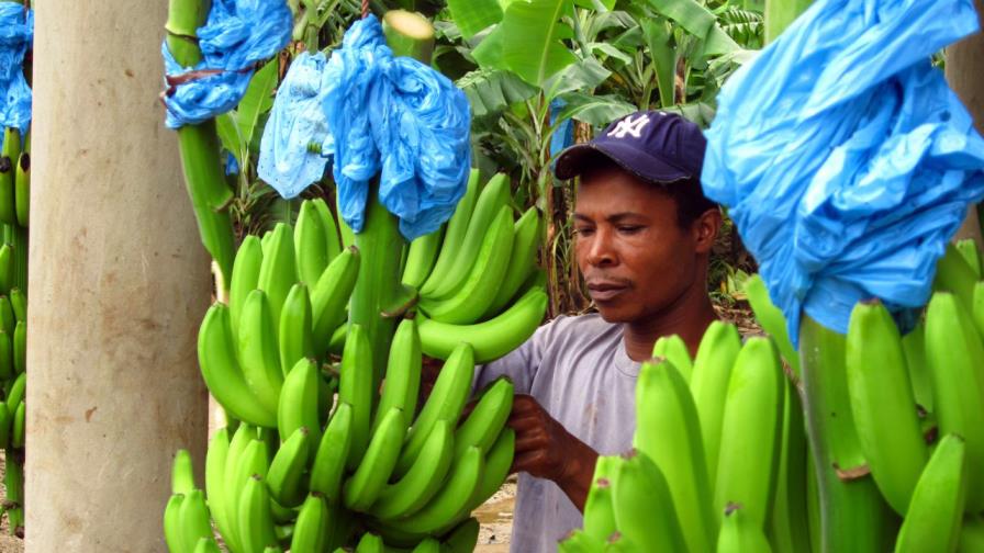 Dirección de Migración autoriza el traslado a obreros haitianos bananeros