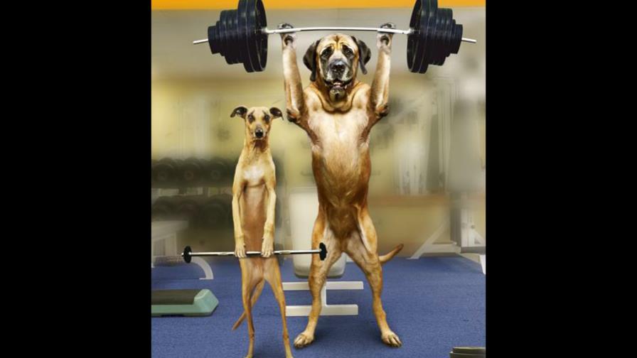 Ejercicios para mascotas