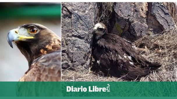 Águila Real marca su territorio en el estado mexicano de Chihuahua - Diario  Libre