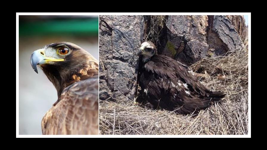 Águila Real marca su territorio en el estado mexicano de Chihuahua