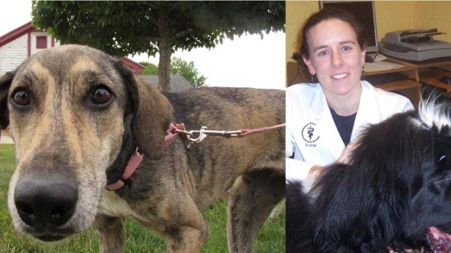 Protectores recogen perros realengos en Samaná para que los adopten en  New Hampshire 