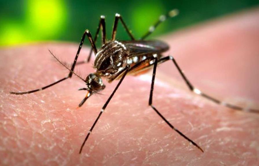Más de 750,000 personas mueren cada año por culpa de los mosquitos