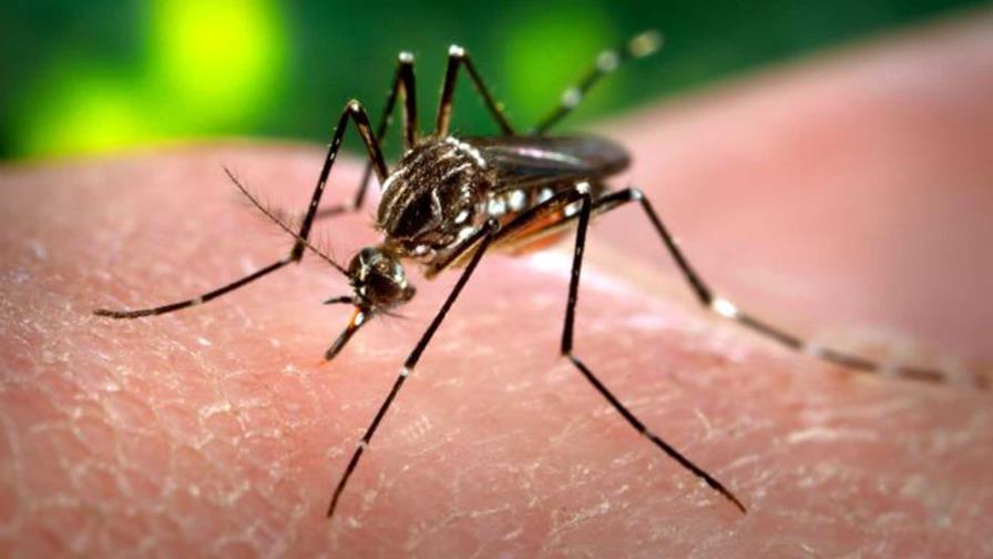 Más de 750,000 personas mueren cada año por culpa de los mosquitos