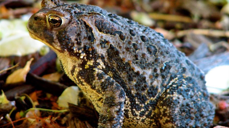 Las ranas sobrevivieron el asteroide que acabó con los dinosaurios pero los humanos ponen su existencia en peligro