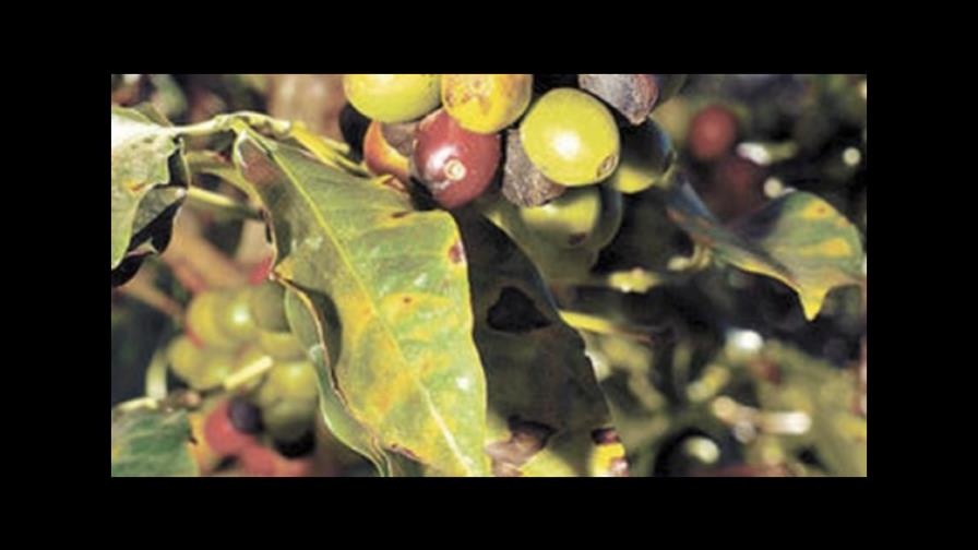 Cafetaleros denuncian la producción se ha desplomado por la roya del cafeto 