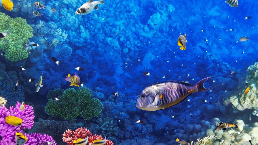 La acidificación dejará el mar con peces más enclenques y menos diversos