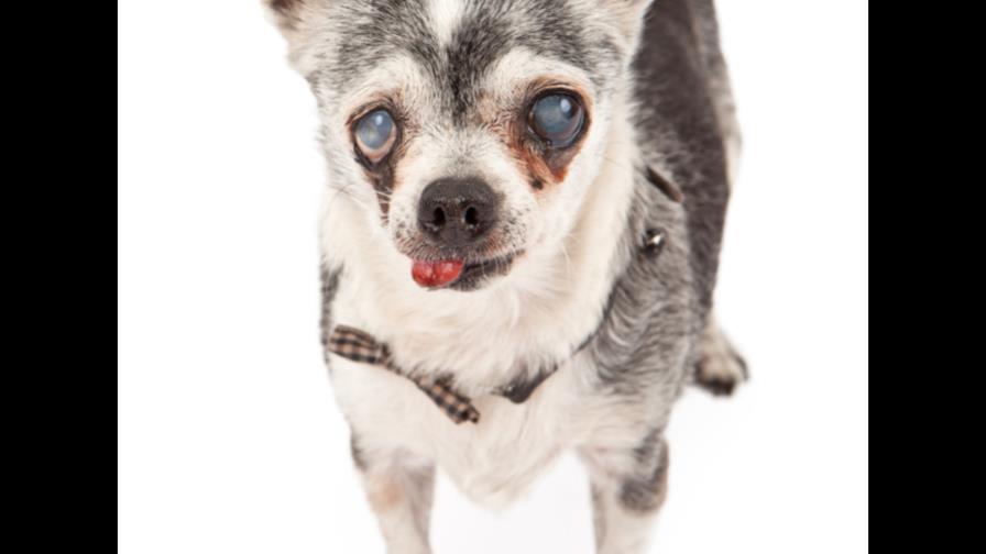 El chihuahua es anciano El chihuahua es anciano