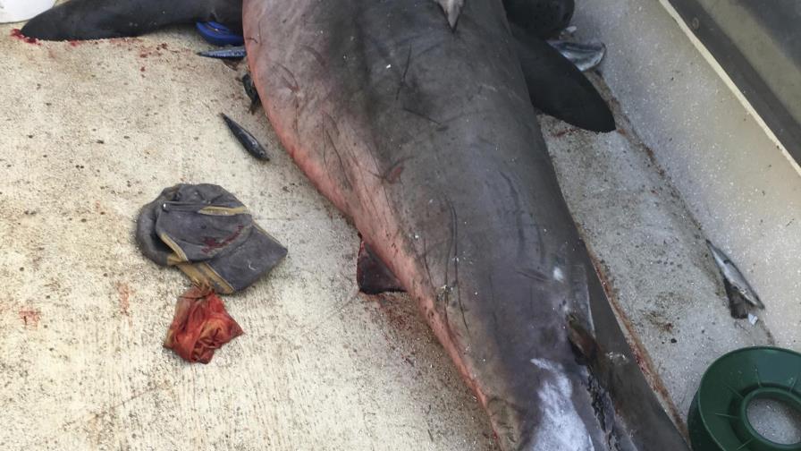 República Dominicana se une a grupo de Estados Unidos para proteger tiburones y rayas