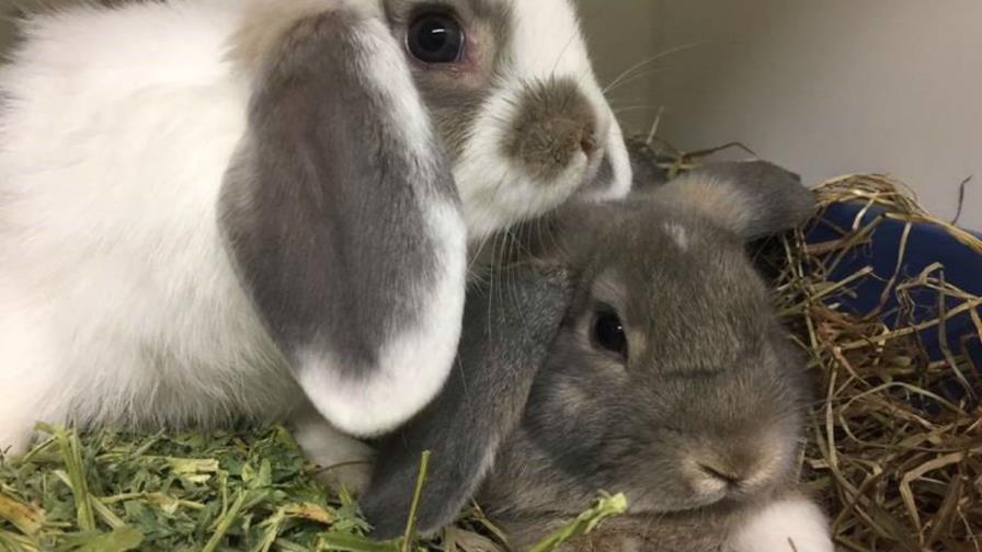 Ofrecen mil dólares de recompensa a quien entregue conejo robado de centro de animales