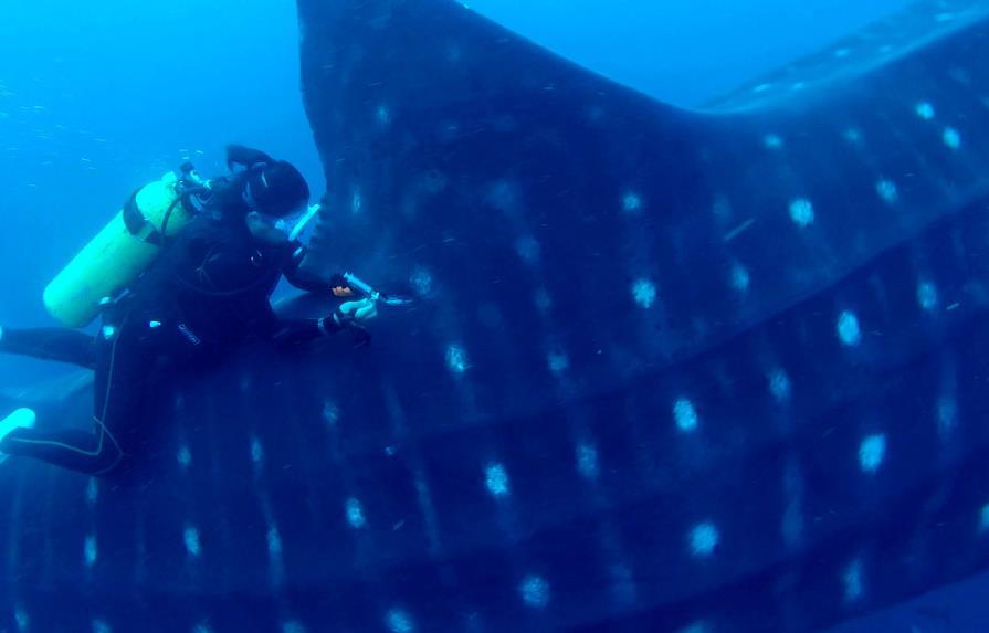 Realizan en Galápagos ultrasonido a tiburones ballena en estado silvestre