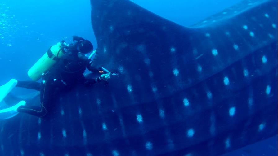 Realizan en Galápagos ultrasonido a tiburones ballena en estado silvestre