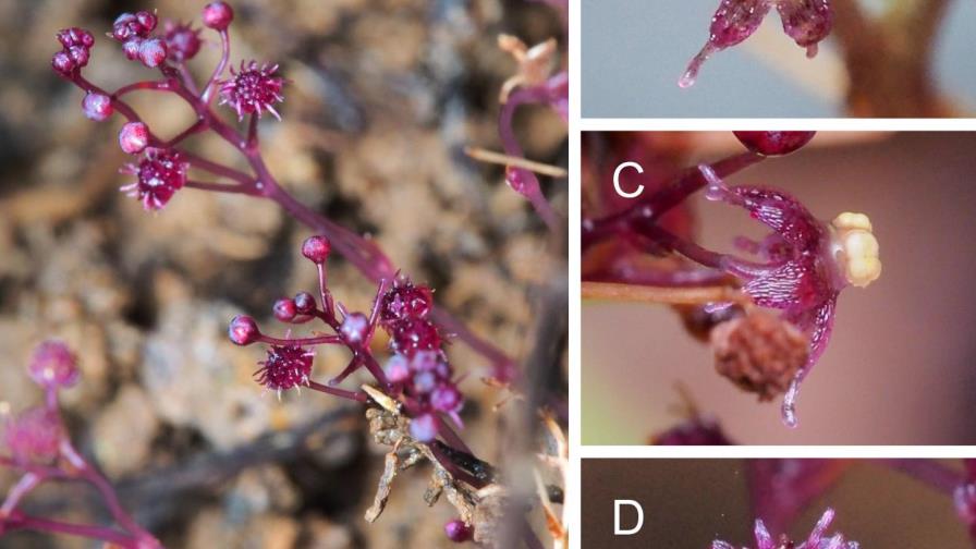 Una nueva especie de planta que no hace la fotosíntesis descubierta en Japón