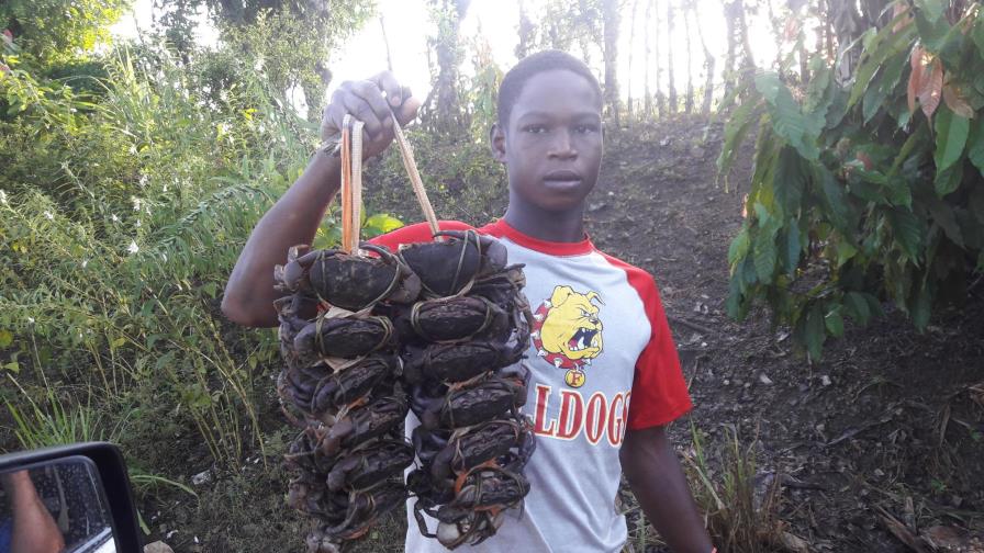 Captura de jaiba criolla se intensifica en el Este Captura de jaiba criolla se intensifica en el Este