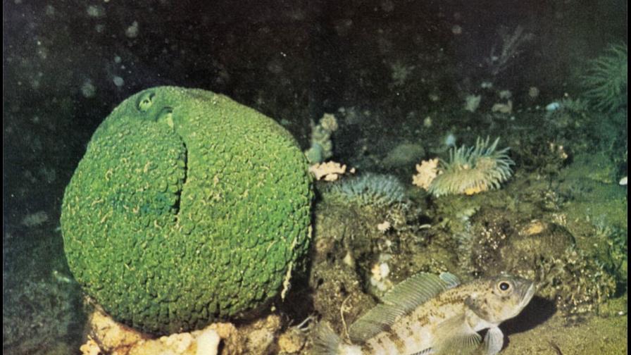 Una esponja verde podría servir para curar el cáncer de páncreas