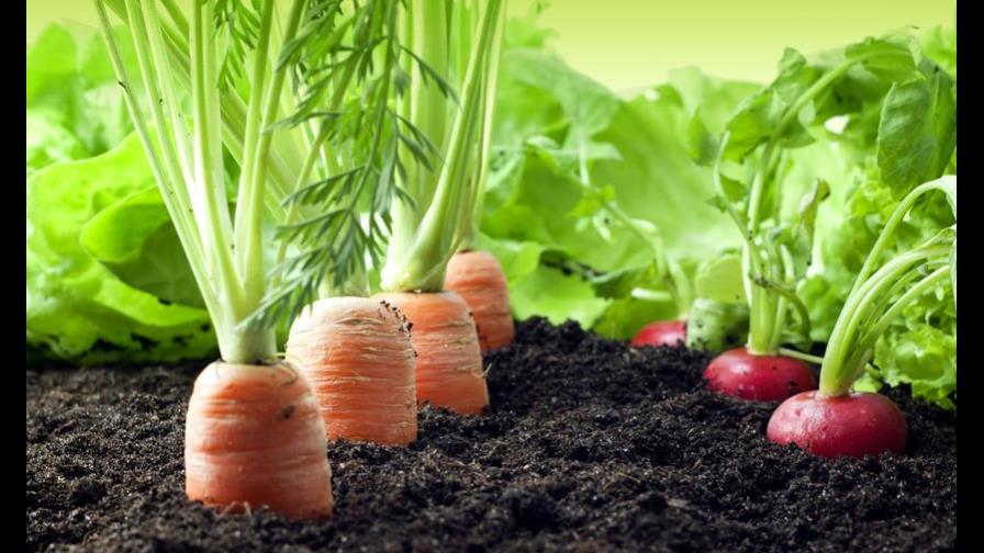 Cuando buscamos lo “orgánico”