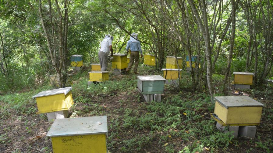 Gobierno inicia proyecto apícola y agroforestal en Azua 