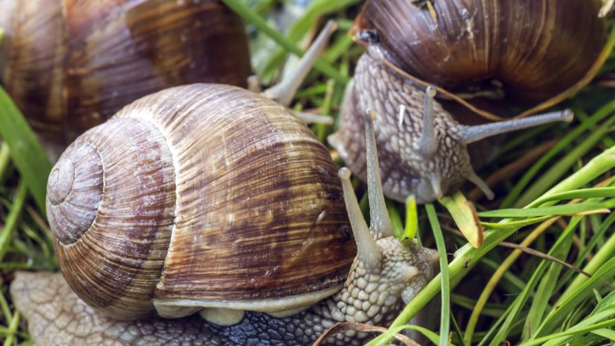 Moco de babosa  inspira adhesivo para sellar heridas
