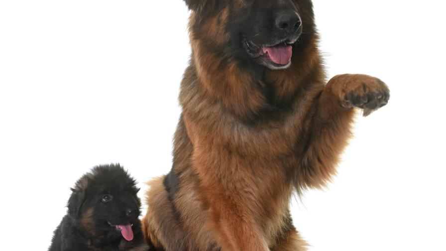 El perro viejo está celoso