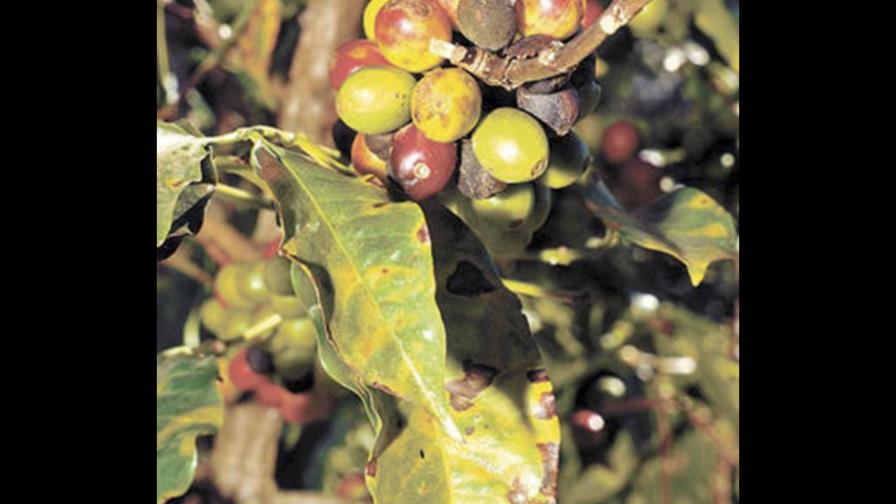 Lluvias de La Niña podrían afectar cafetales en República Dominicana