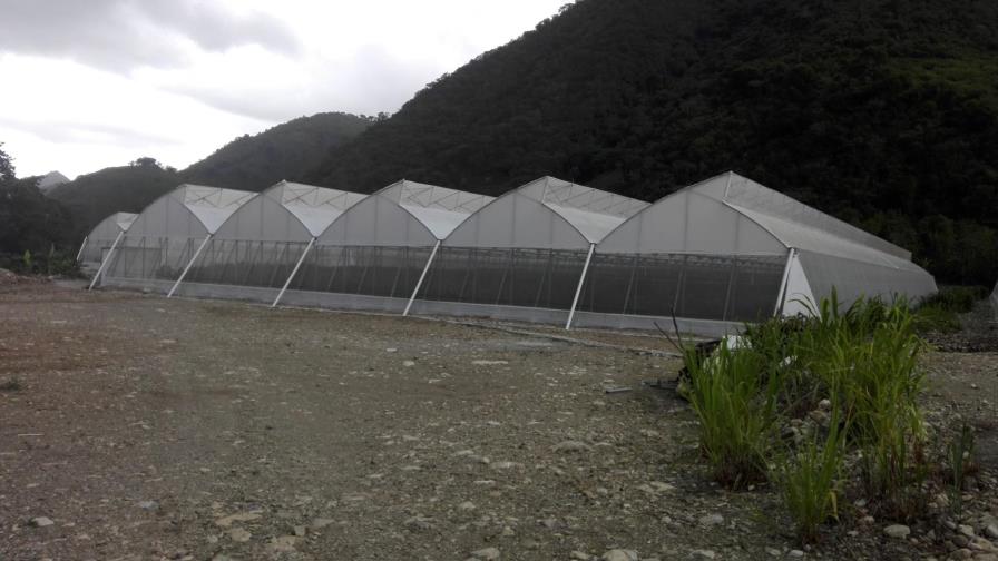 Invernadero de Azua exporta ajíes morrones a Rusia y Argentina